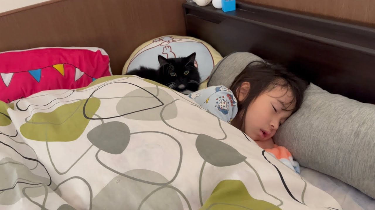 ほぼ毎日、子供に添い寝する猫　ラガマフィン