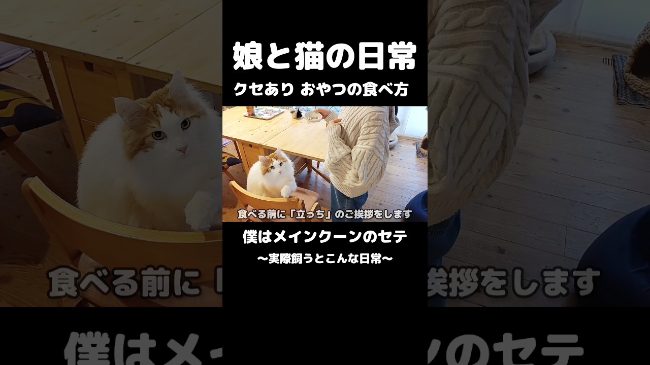 やっぱり猫が好き #猫 #猫のいる生活 #ねこ #メインクーン #mainecoon #cat