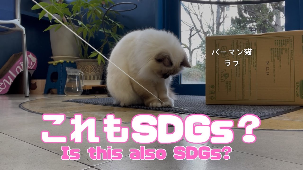 バーマン猫ラフ【これもSDGs？】Is this also SDGs?（バーマン猫）Birman/Cat