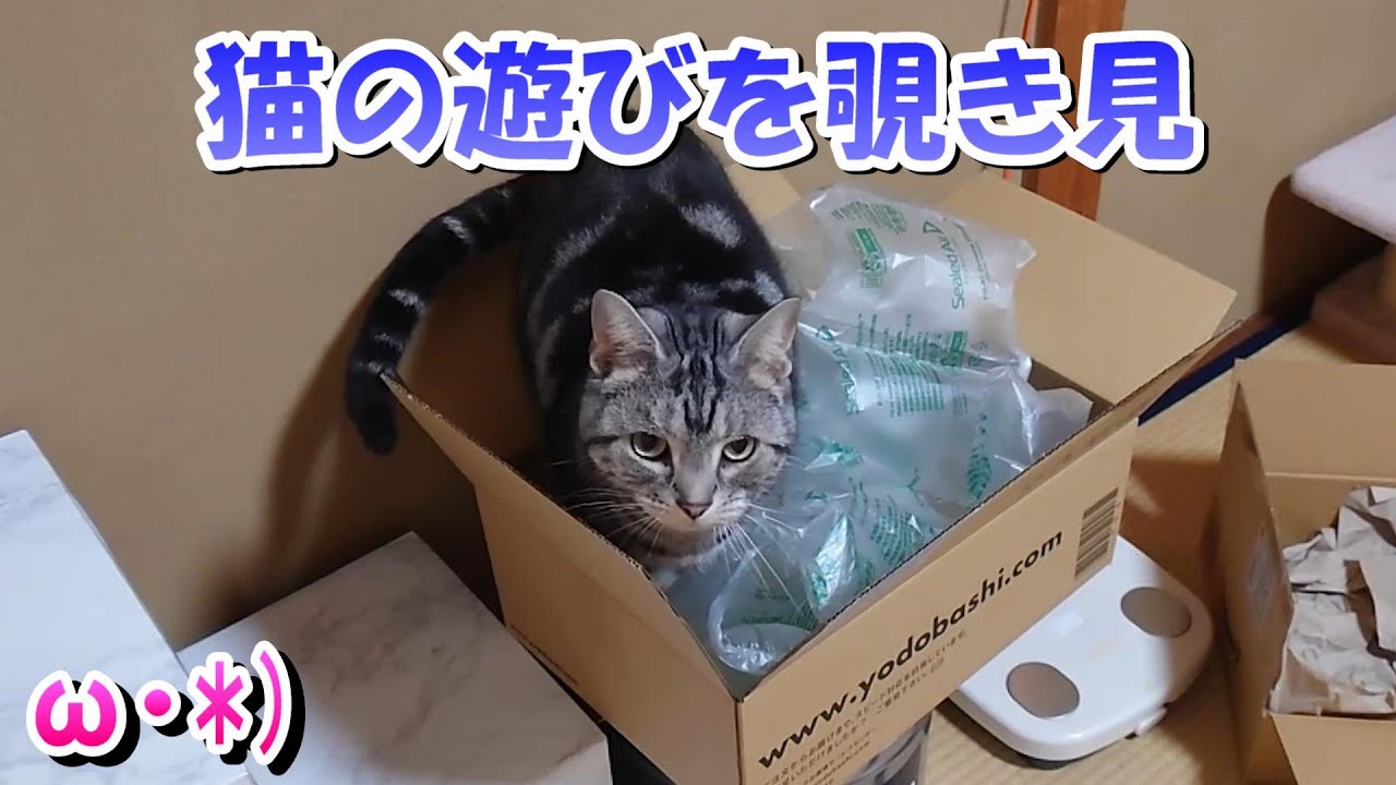 猫さんの遊び場を覗き見（アメリカンショートヘア）