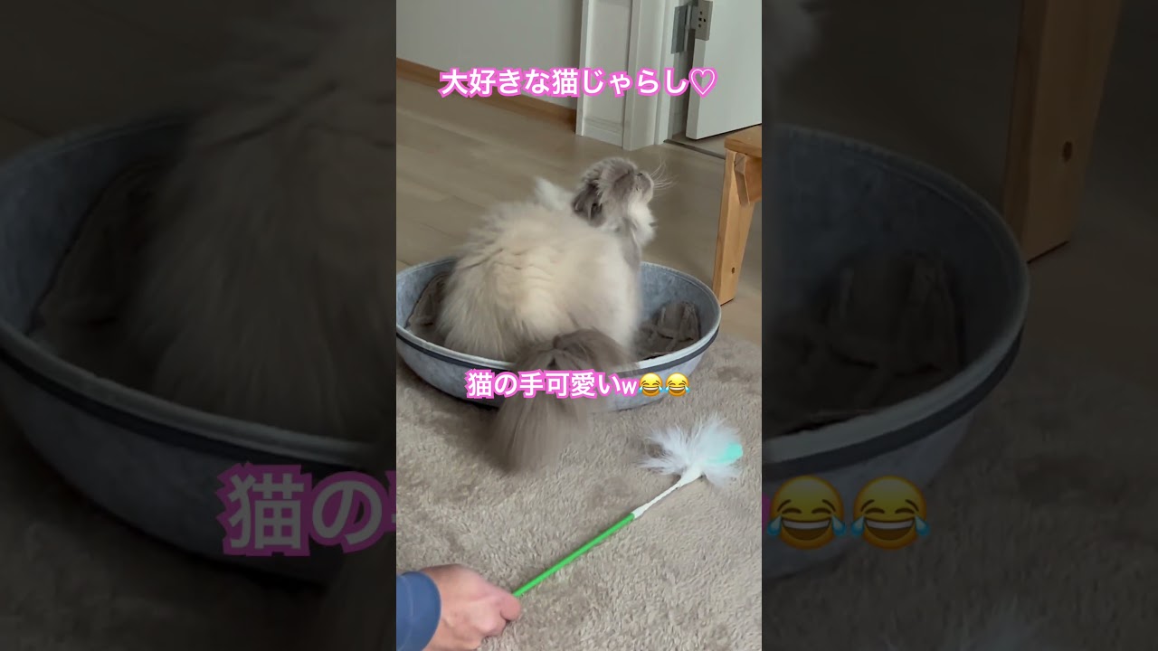 首元の毛束が気になるよヒマラヤンのマーベル🐈🐾 #shorts #猫のいる暮らし #ねこ #猫好きさんと繋がりたい #うちのにゃんこ