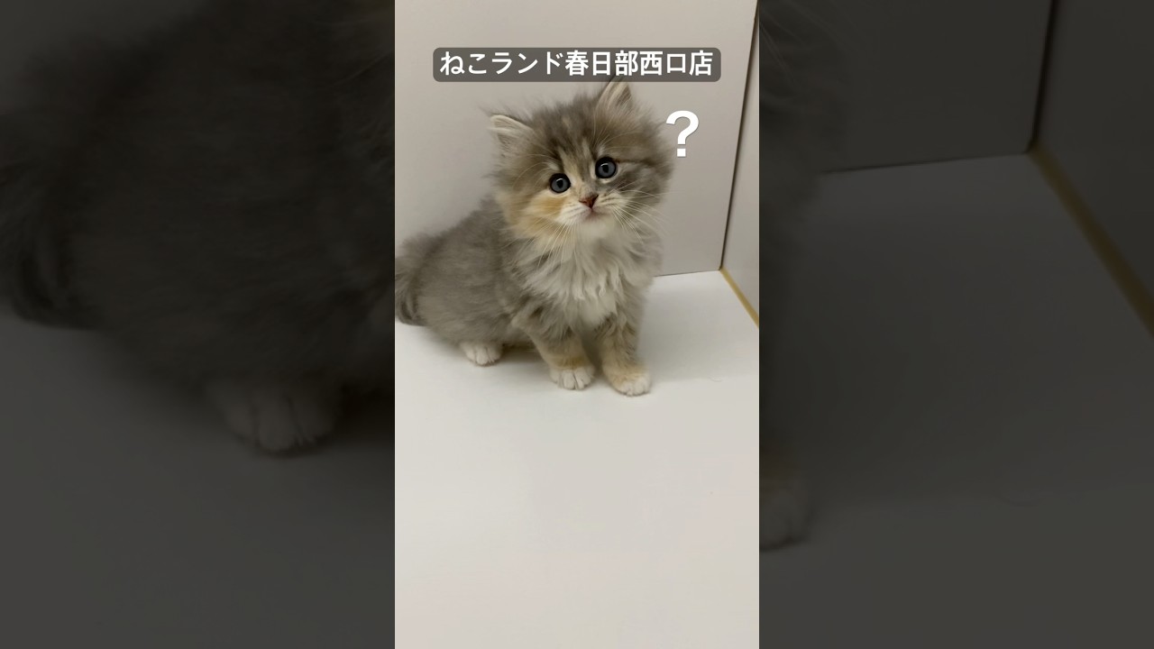 【子猫販売】#サイベリアン #ネコ #ブリーダー #ねこランド #春日部