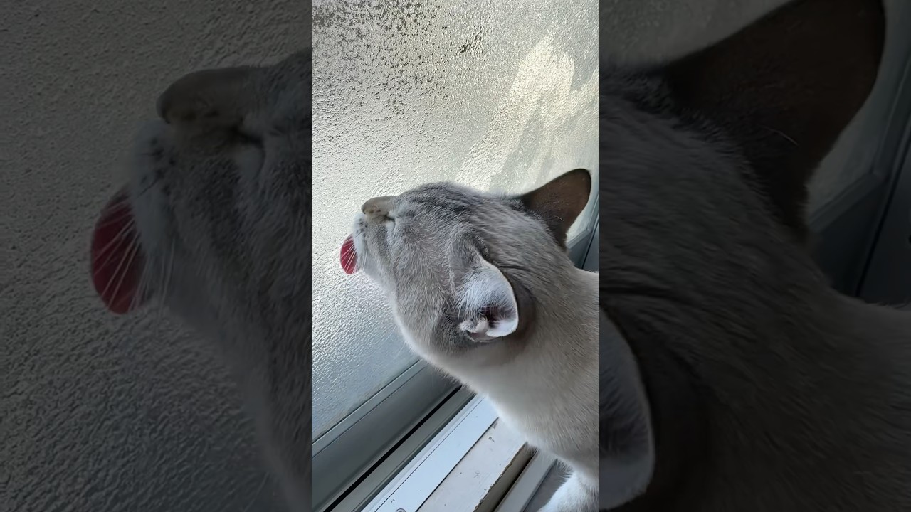 また水滴舐めてるやーん　#シャムトラ #元保護猫 #シャムミックス  #cat #猫耳 #kitten  #猫耳 #siamesemix