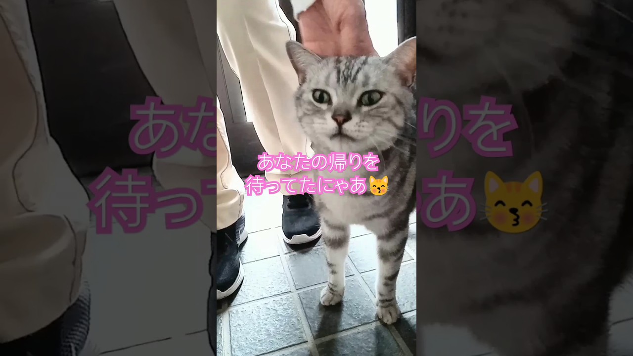 愛してるにゃあ💞😺#猫 #アメリカンショートヘアー #猫のいる暮らし