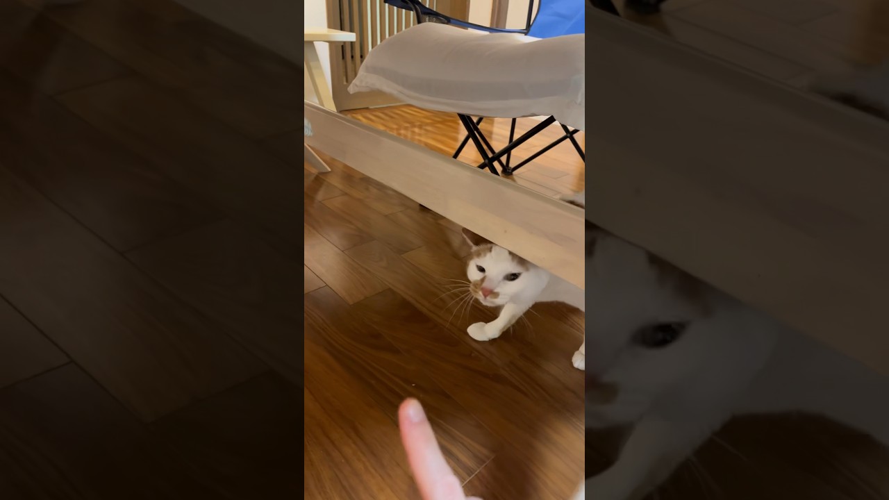 人見知りな猫（後編） #cat #日本猫 #保護猫