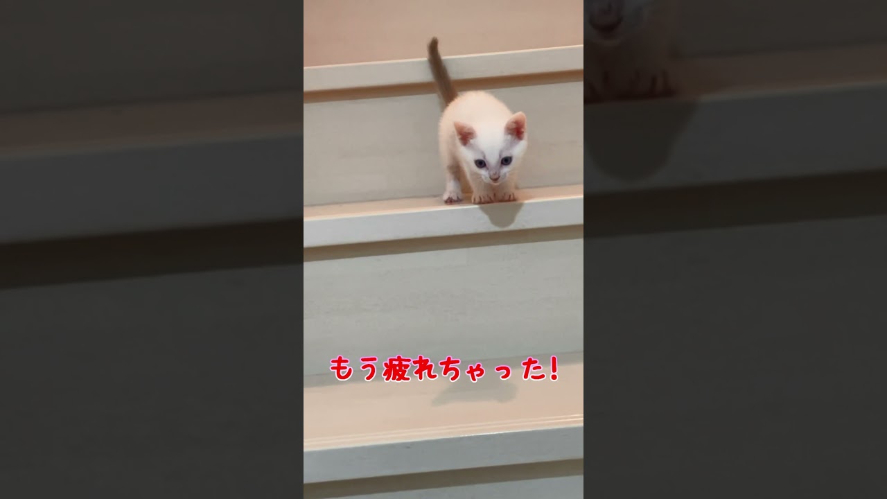 我が子のように育てた子猫が大きくなるまで