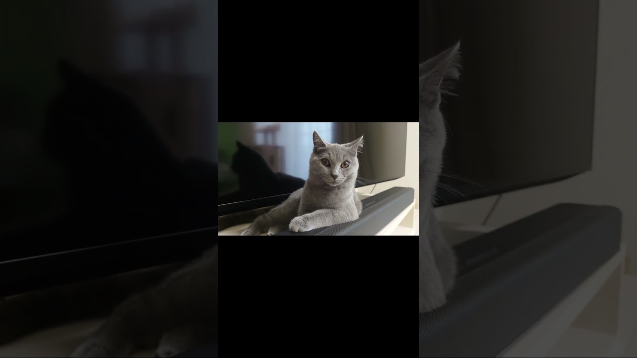 【猫動画】ひじをかける子猫 #shorts #猫 #ネコ #シャルトリュー  #cat  #ねこ #子猫