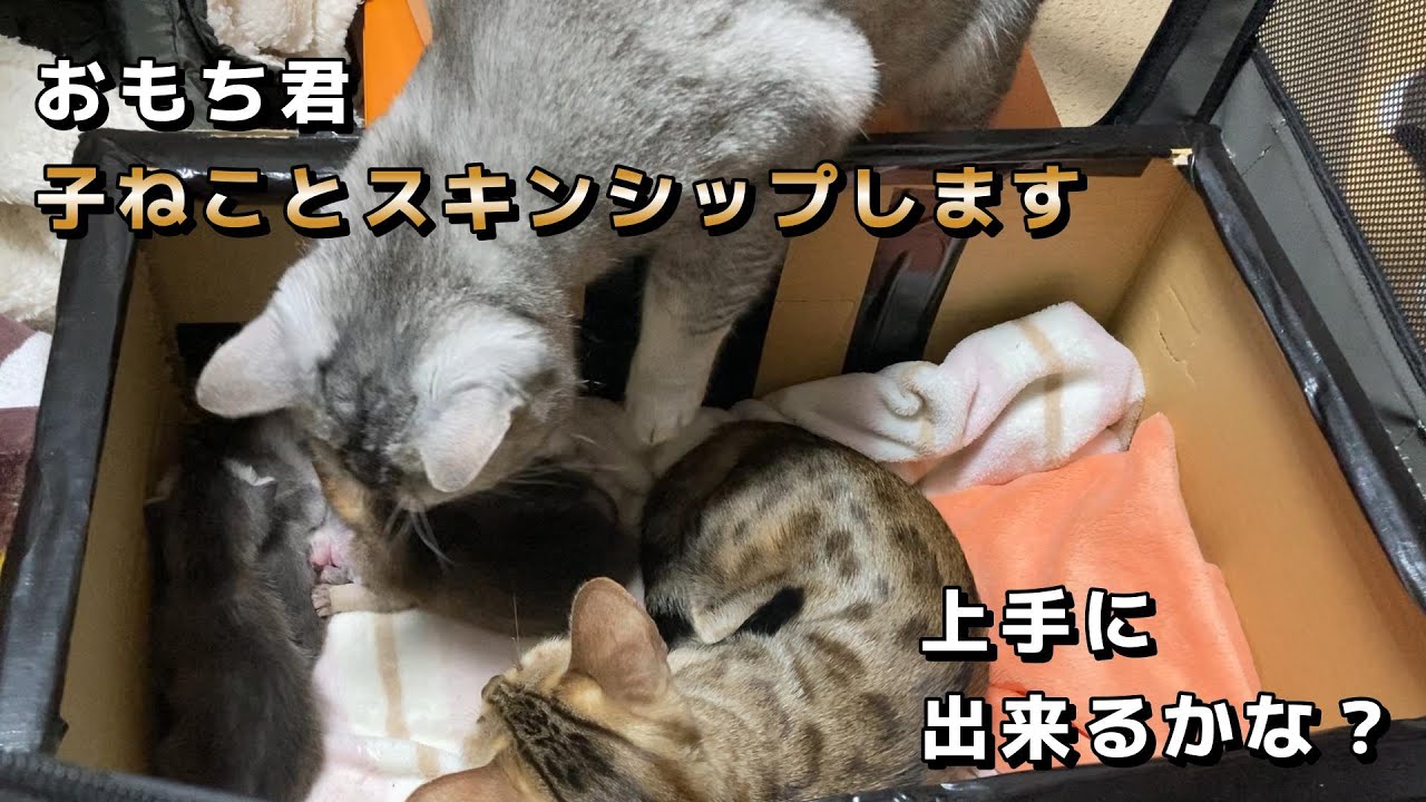 おもちがイクメンデビューするみたいです！ #ねこがいる生活 #ねこずき #親子猫