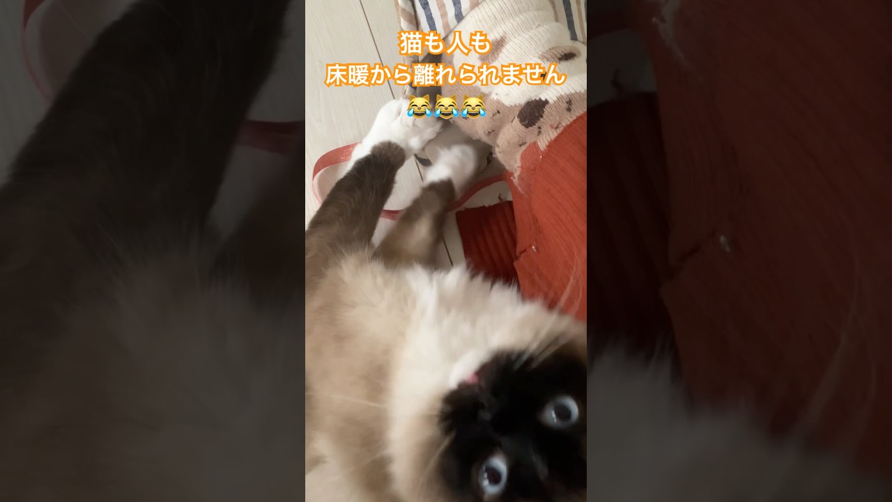 床暖でくつろぐ猫さんが可愛い #ragdolls #cats #shorts #ラグドール #猫のいる暮らし #猫動画 #ショート