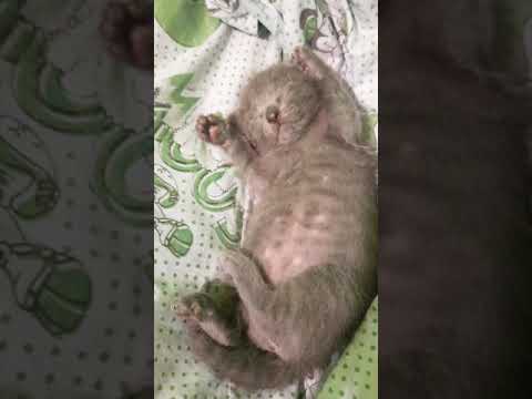 Sleepy kitten #cutekittenseverywhere  #cutecatsdaily