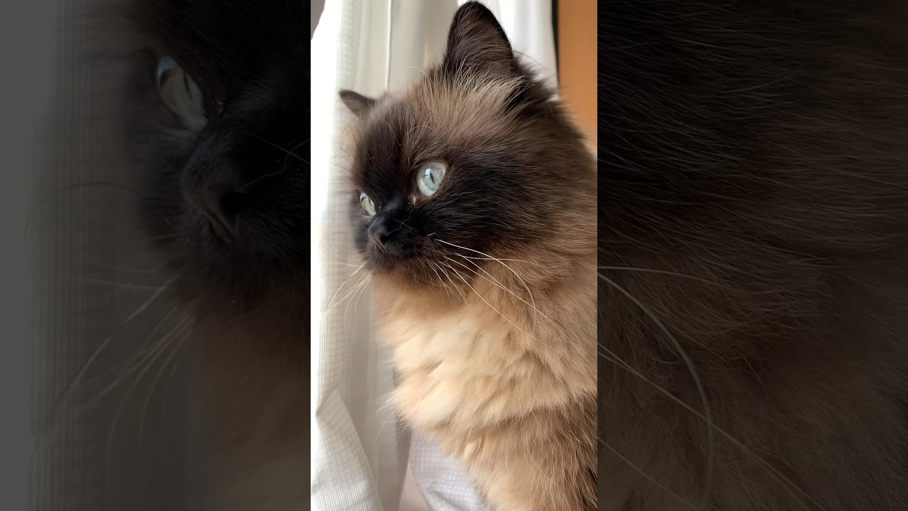 毎日の日課バードウォッチング中のげんたくん #猫 #ヒマラヤン #猫のいる暮らし #shorts