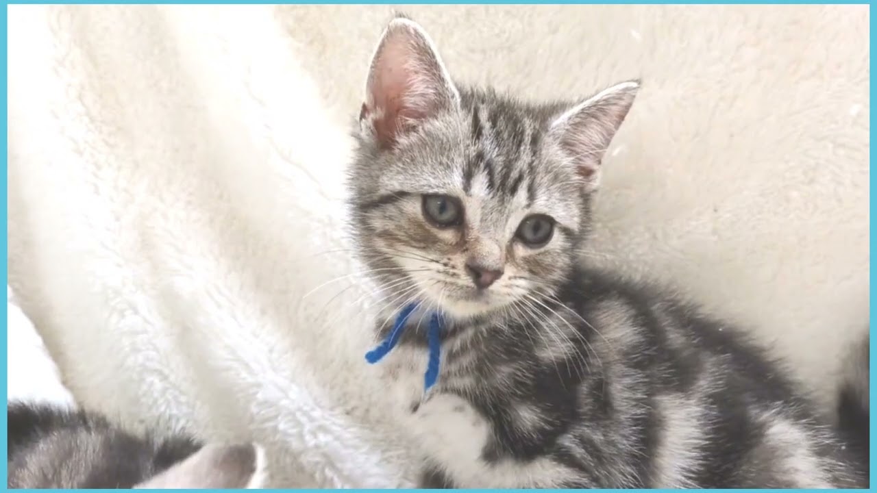 Coo&RIKU　No00711837 アメリカンショートヘアー