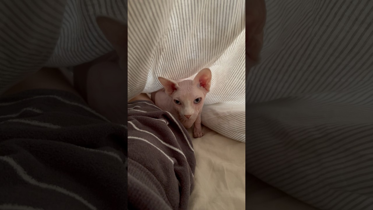 ベッドの中に潜り込んで眠る毛のない猫【スフィンクス猫】