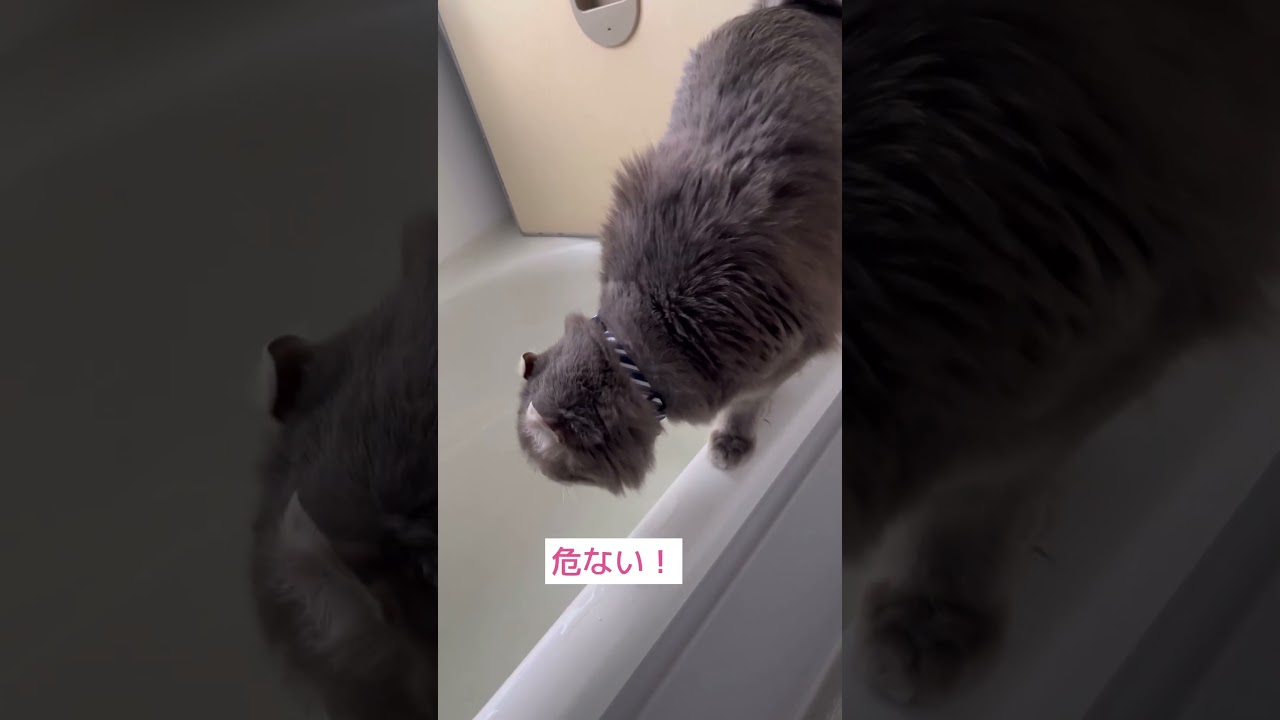 あぶない猫 #shorts #cat #猫のいる暮らし