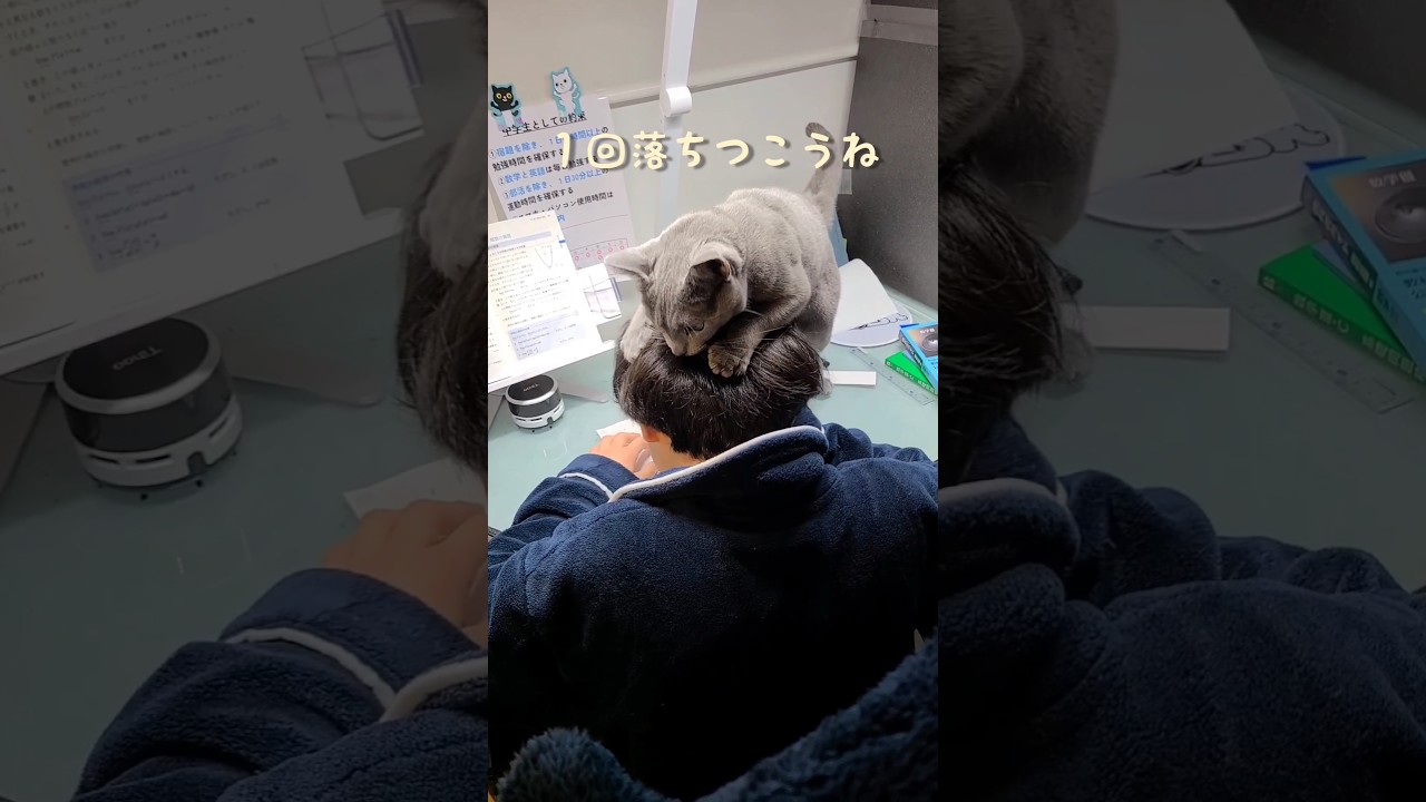 🐈‍⬛勉強中に戯れる猫 #猫 #ロシアンブルー #shorts