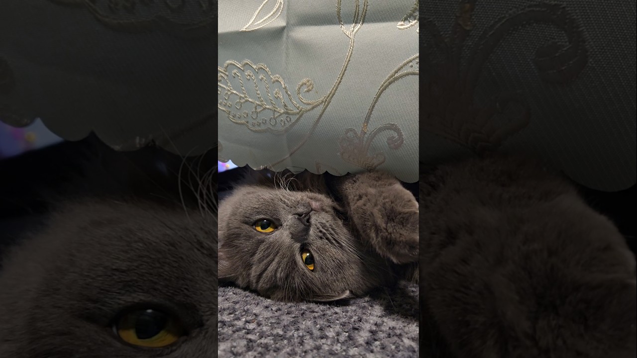 大きい間違いやで💢💢💢【サイベリアン・キキのKIKICHANNEL】#サイベリアン #猫 #Siberian #cat #shorts