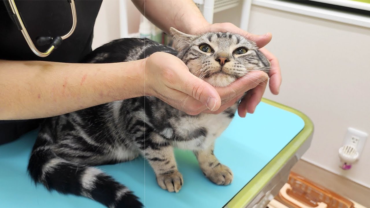 子猫たち病院へ。病院不慣れな子猫はこうなりました。