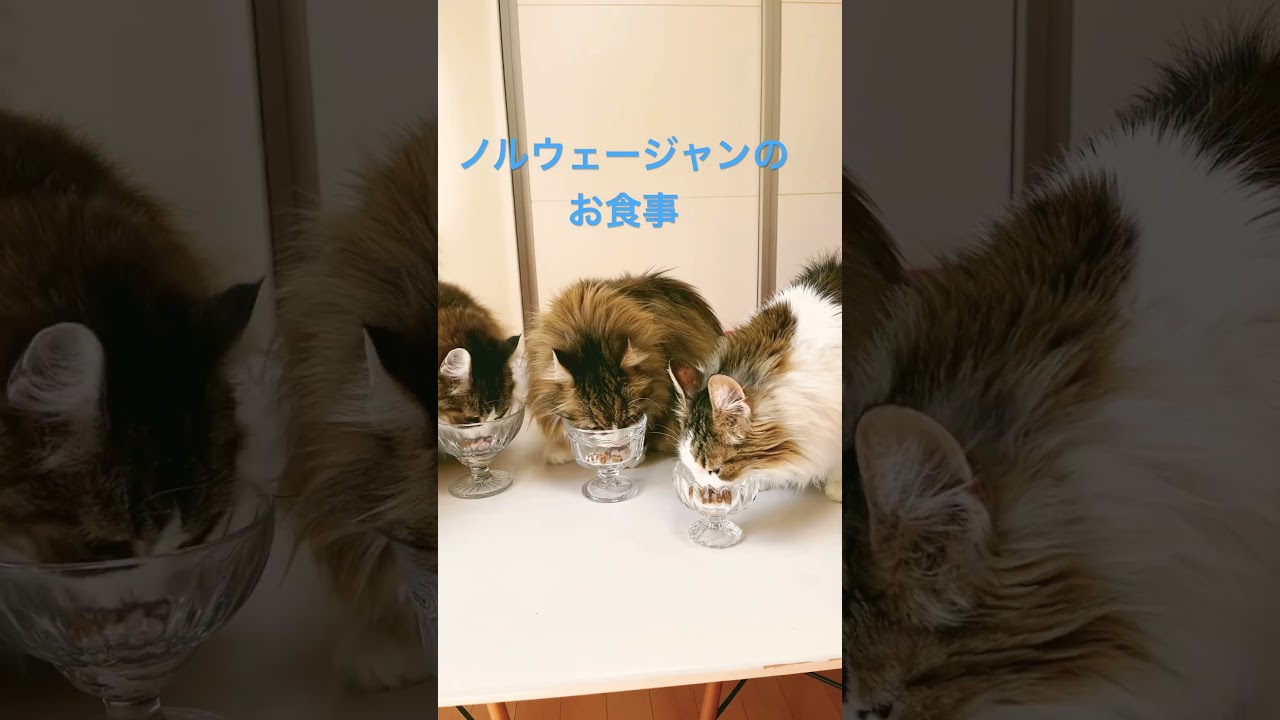 ノルウェージャンのお食事#shorts #ノルウェージャンフォレストキャット #猫のいる暮らし #猫 #cats #pets