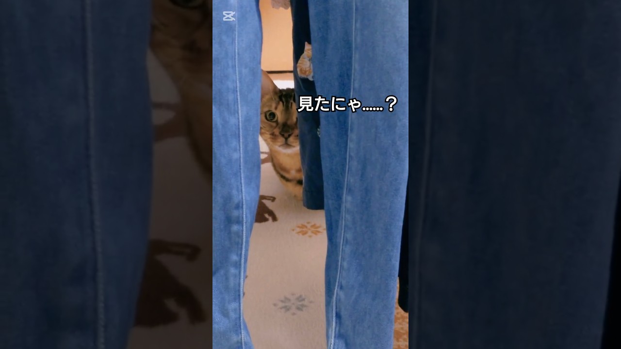 見たにゃ……？ #猫 #猫動画 #猫のいる暮らし #ベンガル #cat #fyp #shorts #short