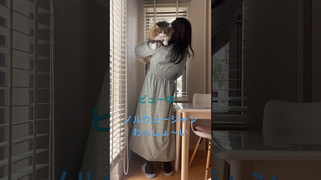 ノルウェージャン、わっしょ～い🎶#shorts #ノルウェージャンフォレストキャット #cats #猫 #猫のいる暮らし #pets