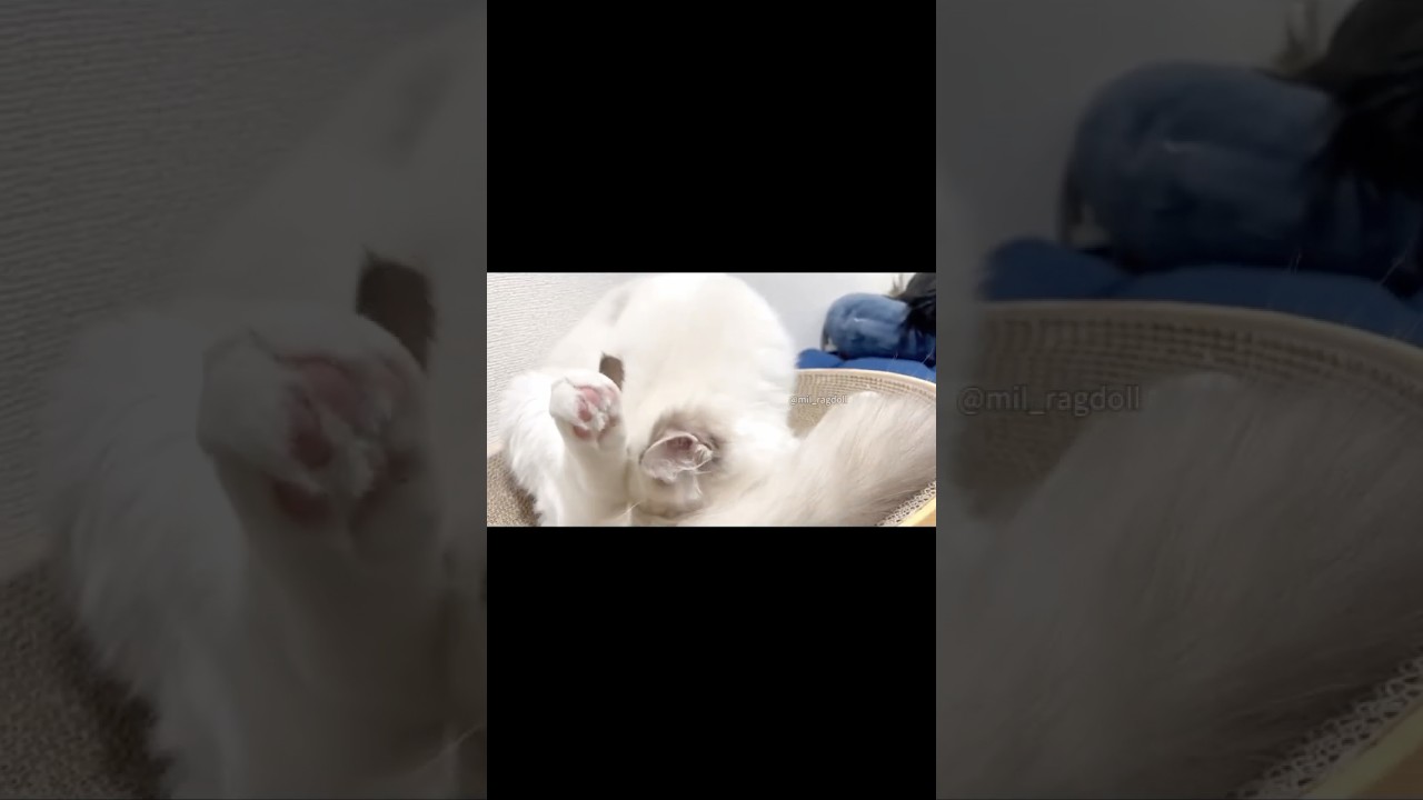 うちの猫のフレーメン #ragdoll #cat #ブルーポイントバイカラー #ラグドール #猫のいる暮らし #fyp