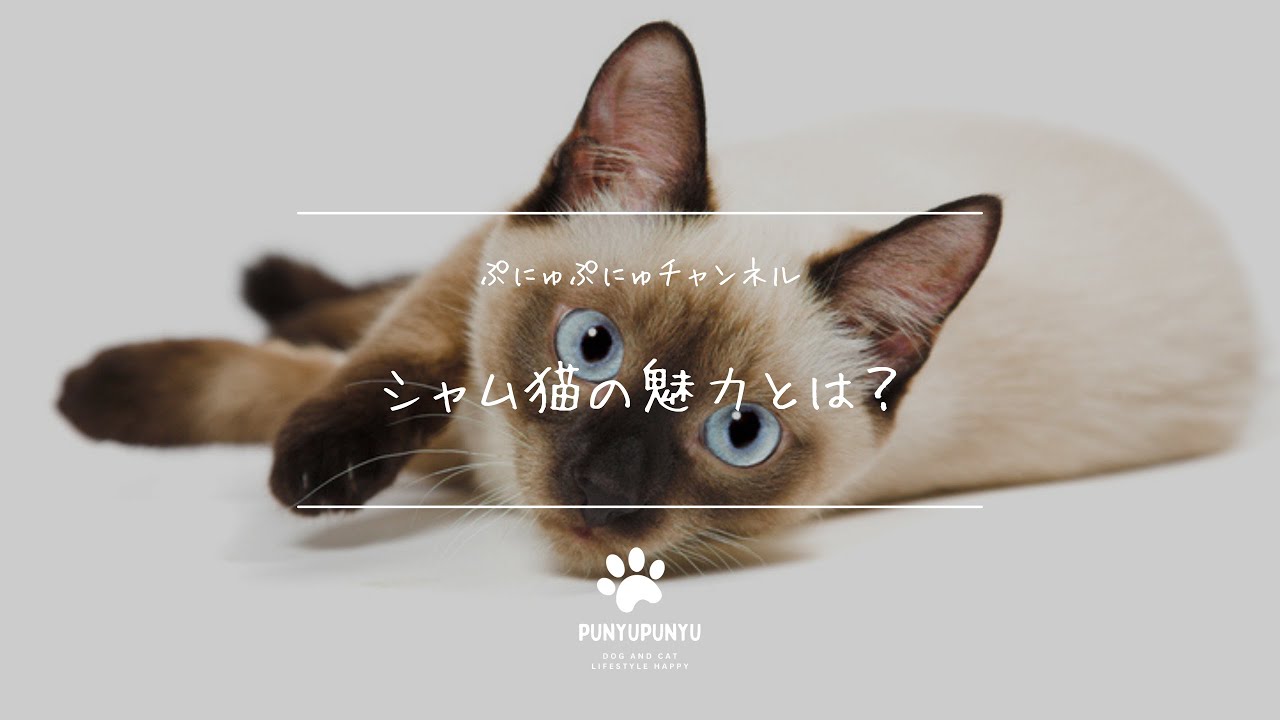 シャム猫の魅力とは？気品あふれる美しさ！性格・飼い方・しつけのコツを紹介🐱✨