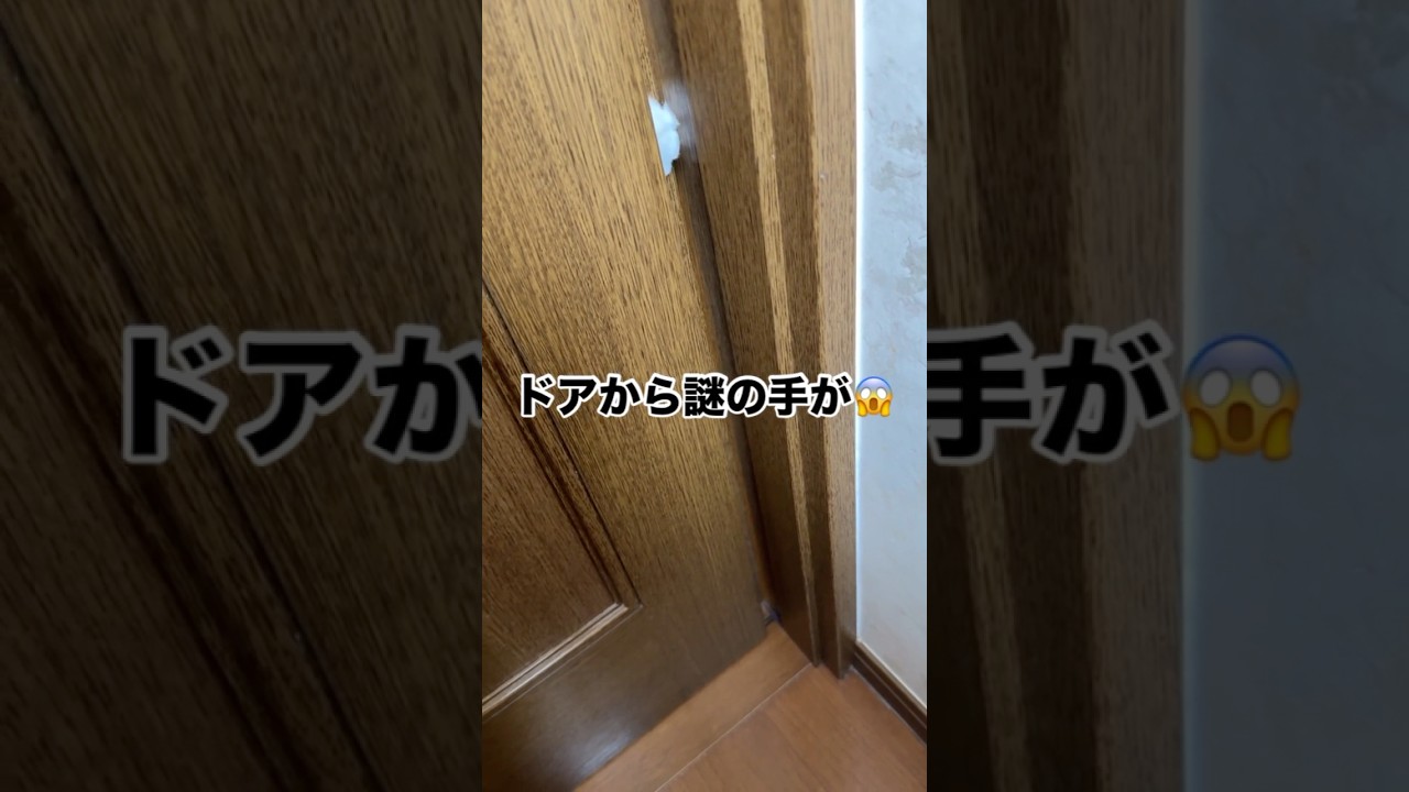 ドアから覗く謎の手の正体　#猫 #cat #ラグドール