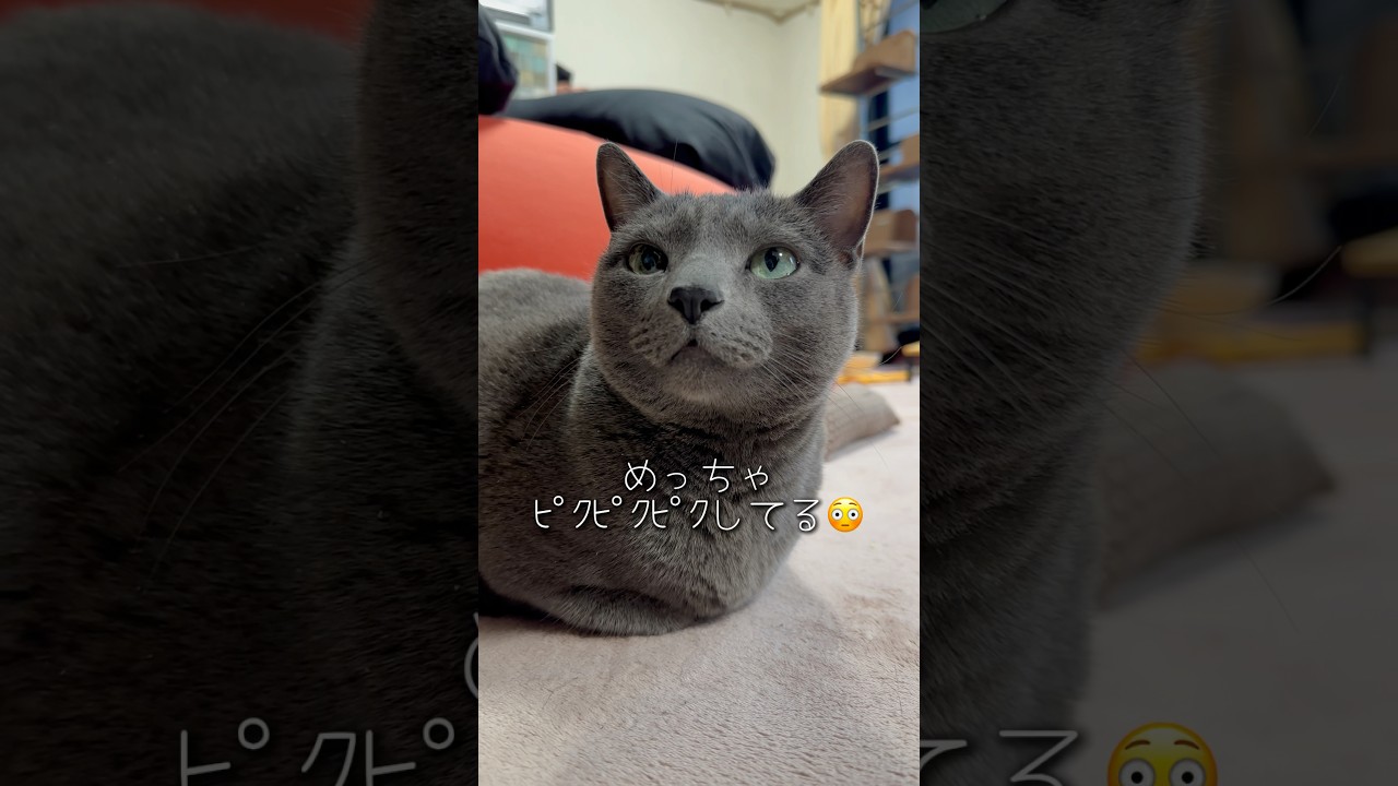 【ロシアンブルー】めろんお耳ピクピクすごい🫢【猫】#shorts
