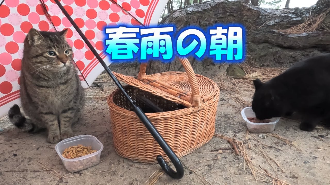 【海岸猫252】春雨の朝  迫るボス猫&逃げるナンバー２ 2025.3.15