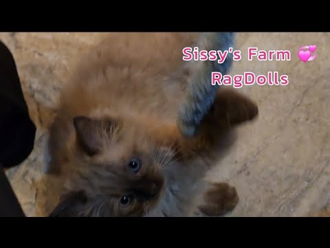 Sissy's Ragdoll Kittens, so sweet.  @sissysfarm