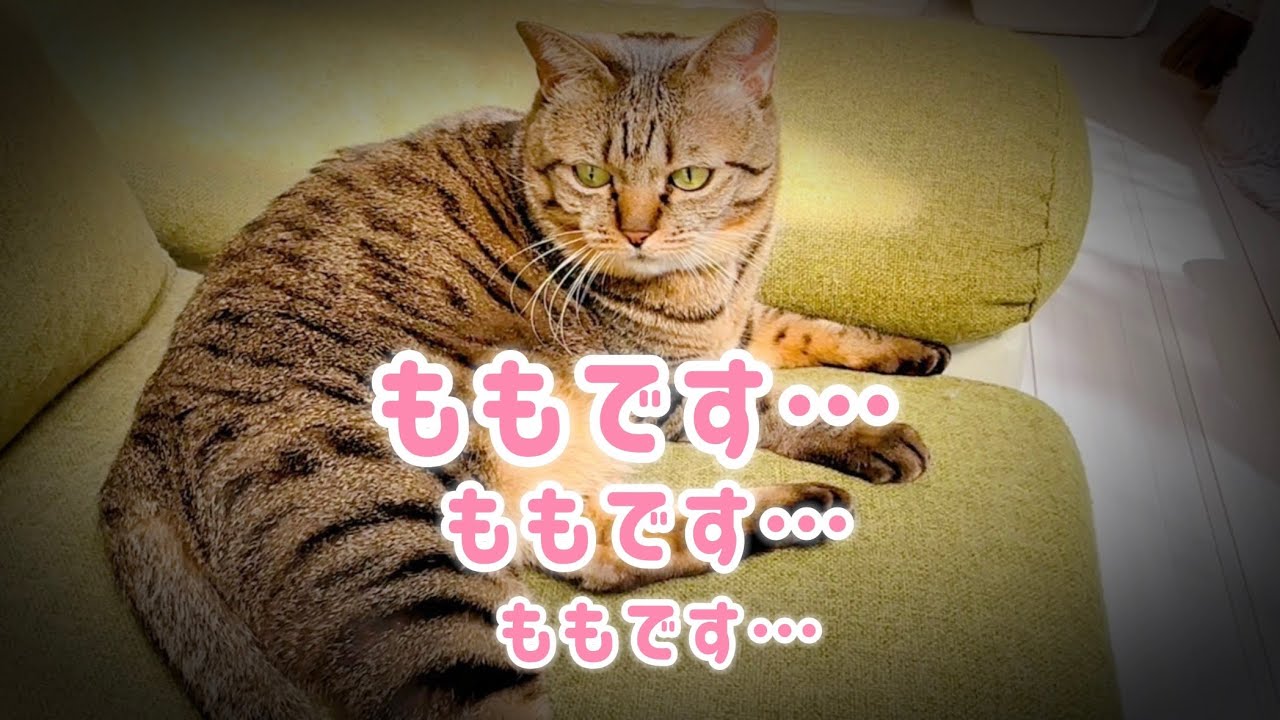 小鳥さんが逃げてしまったとです…