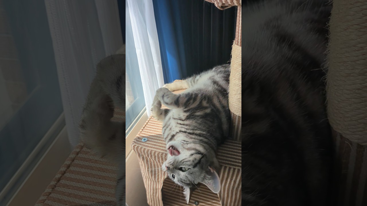 こむぎの日向ぼっこ