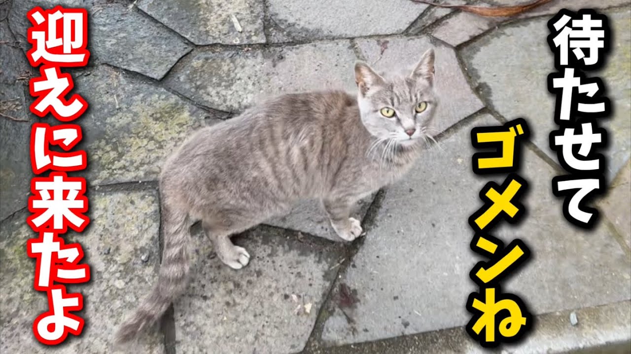 必ず助けてやると約束したママ猫を保護しました