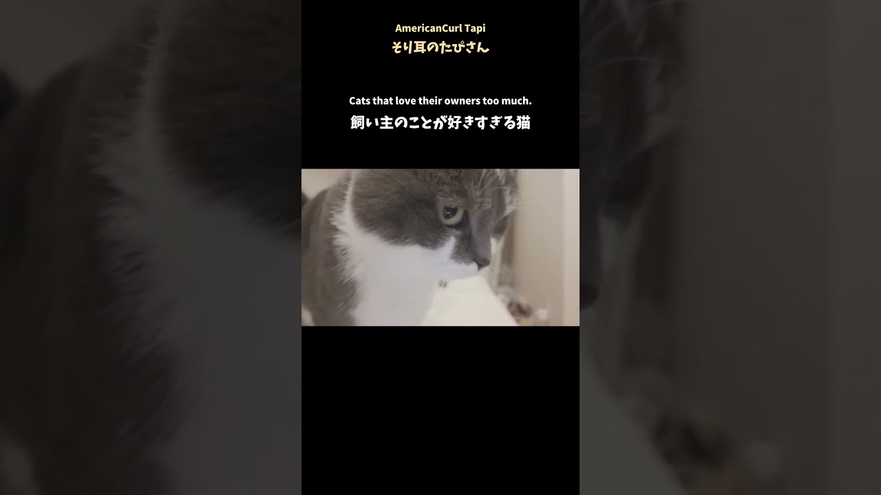 飼い主のことが好きすぎる猫 #アメリカンカール