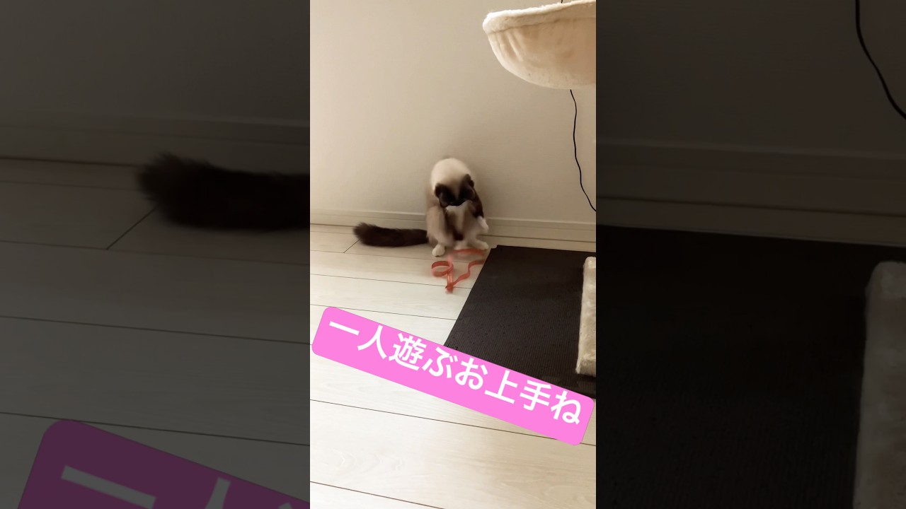 一人遊ぶするラグドールのたぬきみたいな女の子猫 #yoasobi #ragdoll #cat #ラグドール #猫 #ねこ ​⁠@tanutoko #たぬき