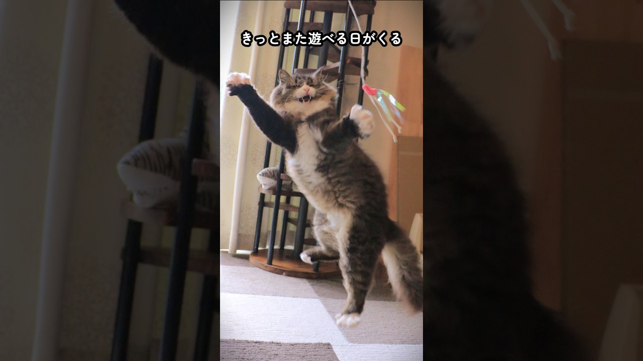腎不全末期の猫ロッケ「いつお迎えが来てもおかしくない」と告げられてから…奇跡が起きた！　#shorts