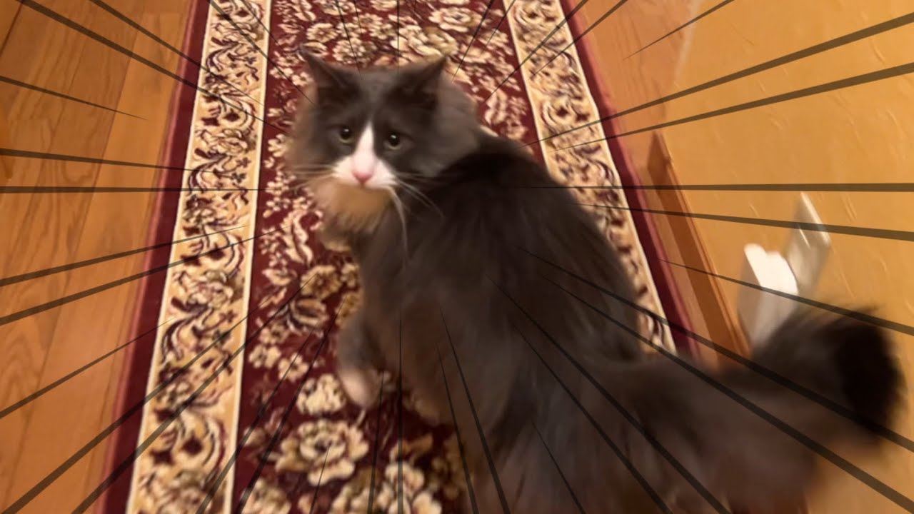 【鬼ごっこ‼︎】主の遊びに付き合ってくれた末っ子ターキッシュアンゴラ♡