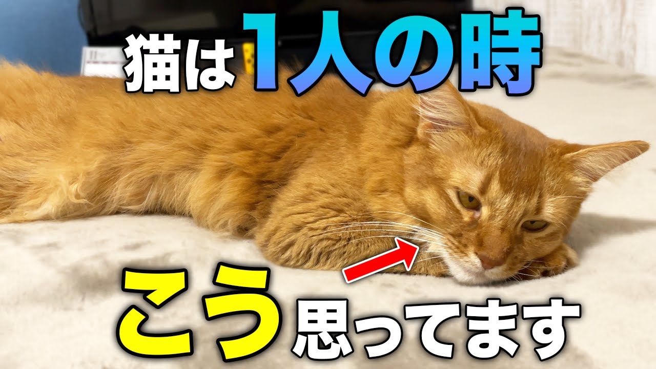 【完全版】愛猫がひとりでいる時の気持ちや意外な本音8選