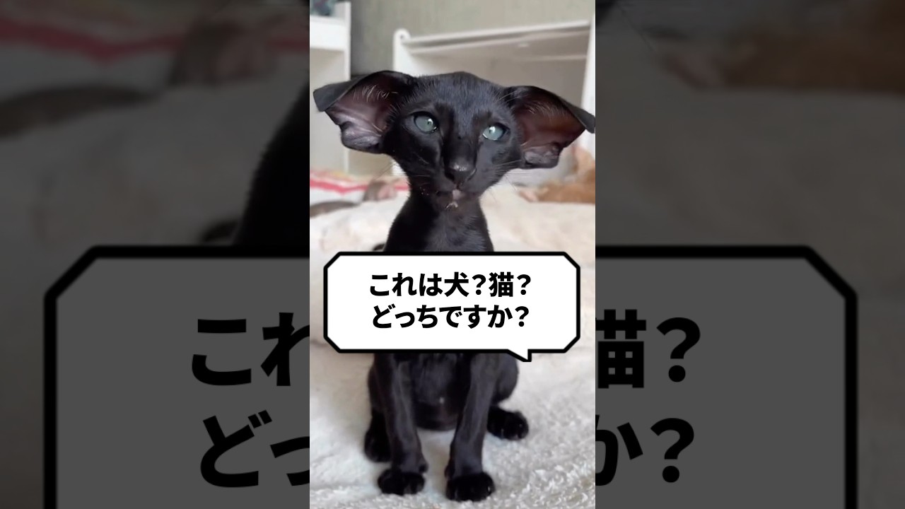 Q：これって犬？猫？どっち？ #猫 #猫動画 #ねこ
