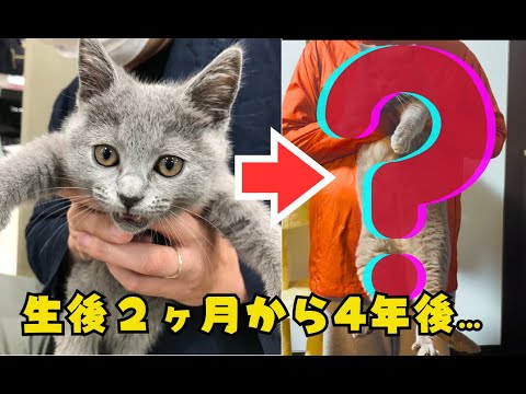 生後2ヶ月頃のシャルトリュー、神猫です！4年後の今は、大きさはなんと6倍に