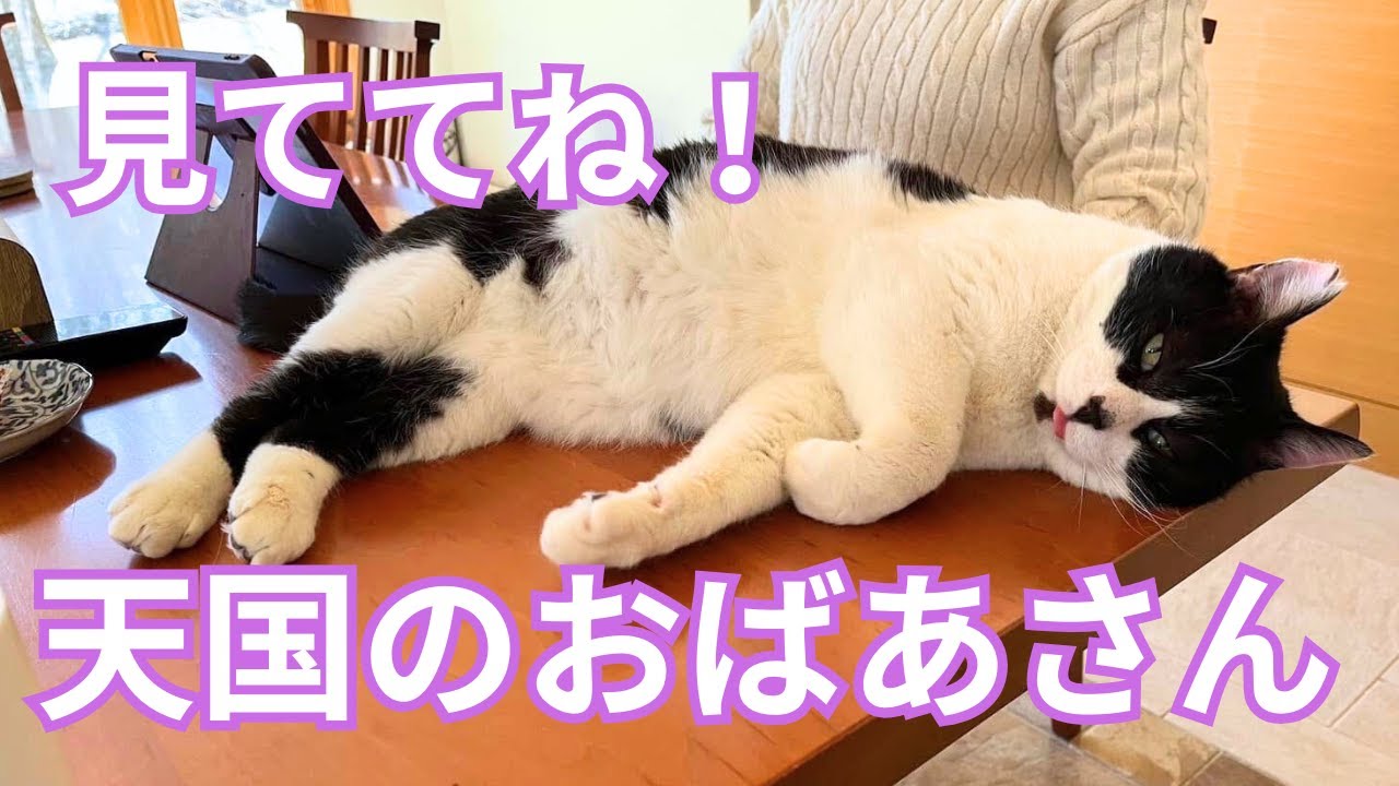 【125】おばあさんの愛で大きく育ったキャリア猫が新たなステージへ⭐︎身勝手な手紙と共に捨てられたキャリア猫たち