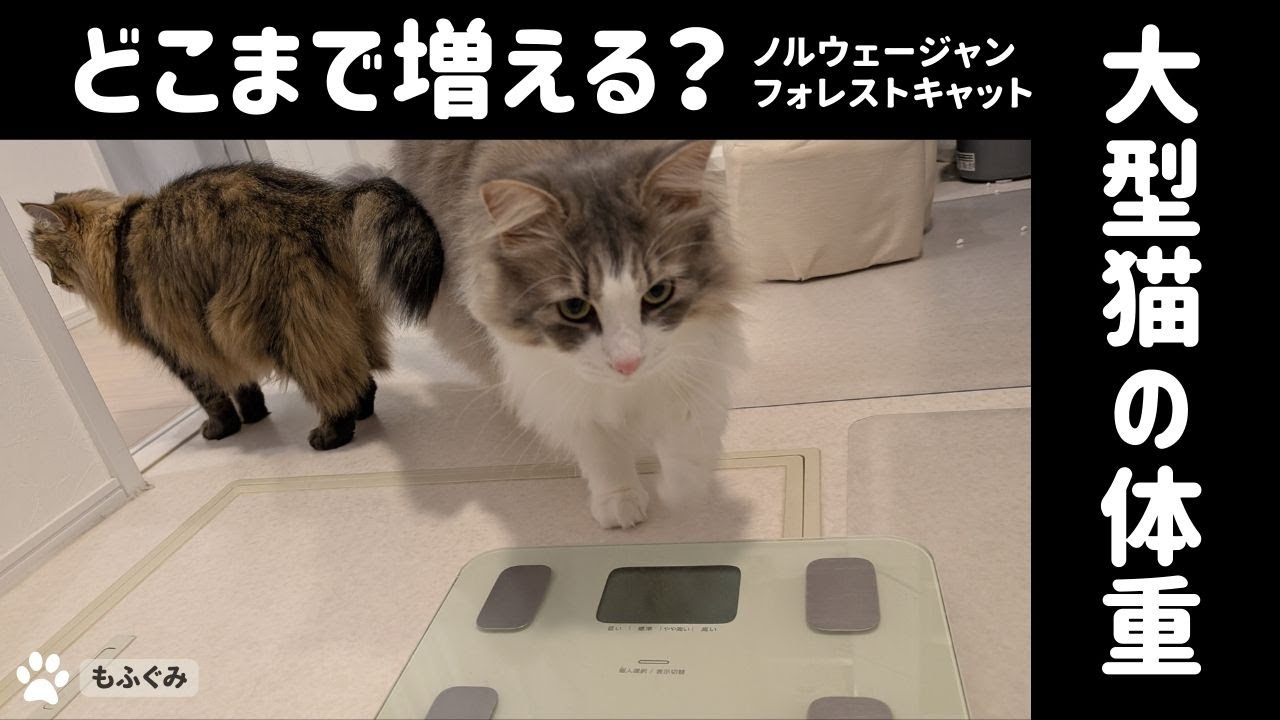 大型猫種の適正体重がわからない #ノルウェージャンフォレストキャット