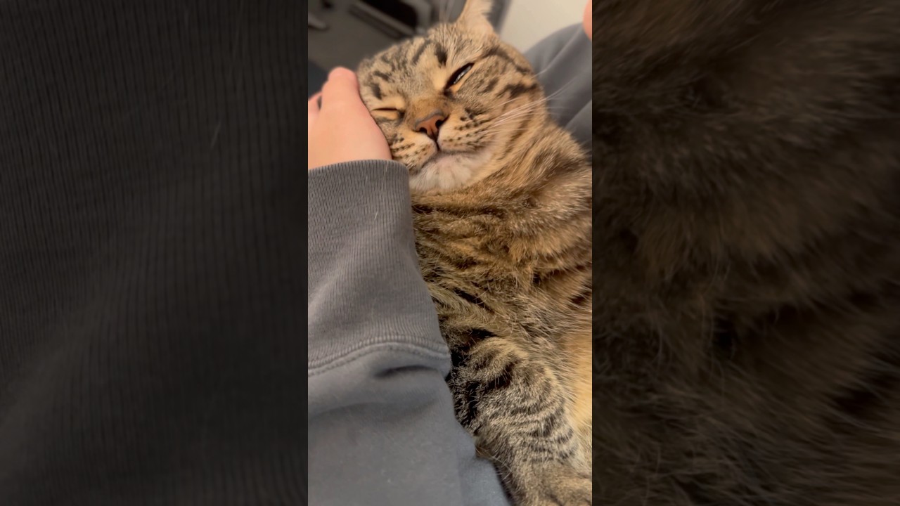ママ帰宅が嬉しくてトロけちゃう猫が天使すぎる!! #shorts #猫 #cat