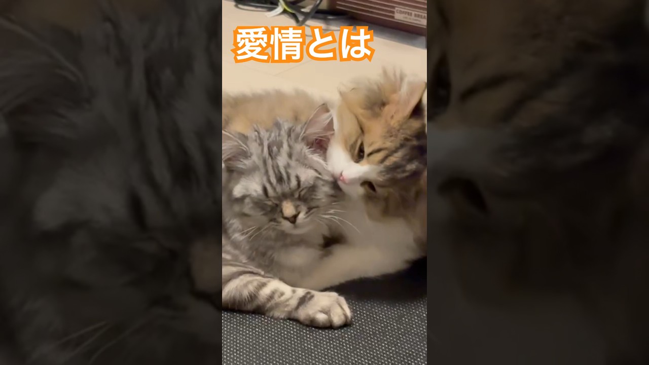 サイコラブ #cat #猫のいる暮らし #ねこ #ラガマフィン #love #catshorts #catlover