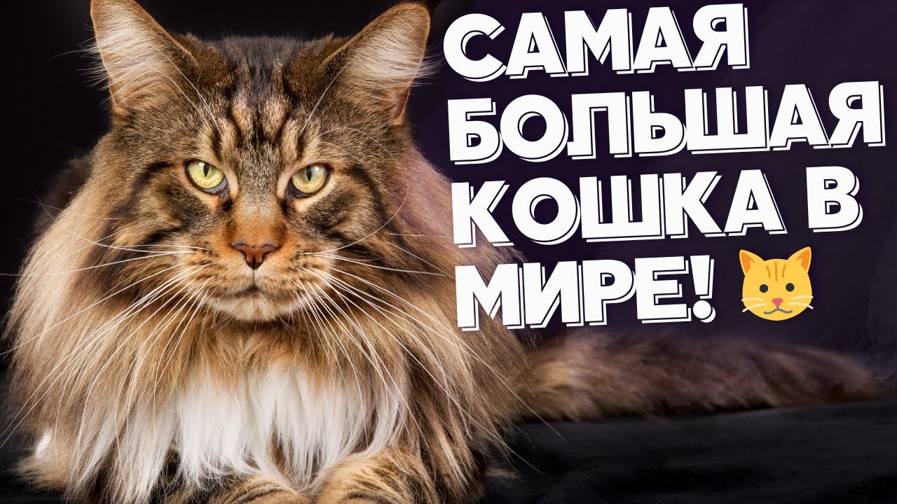 Мейн-кун: Эта гигантская кошка вас поразит! 😲🐾