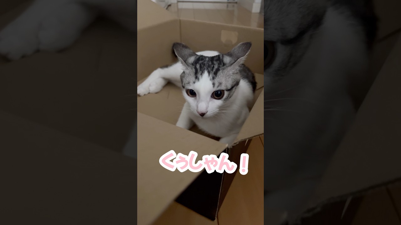 ダンボールを自分の部屋にした子猫#子猫 #保護猫 #捨て猫