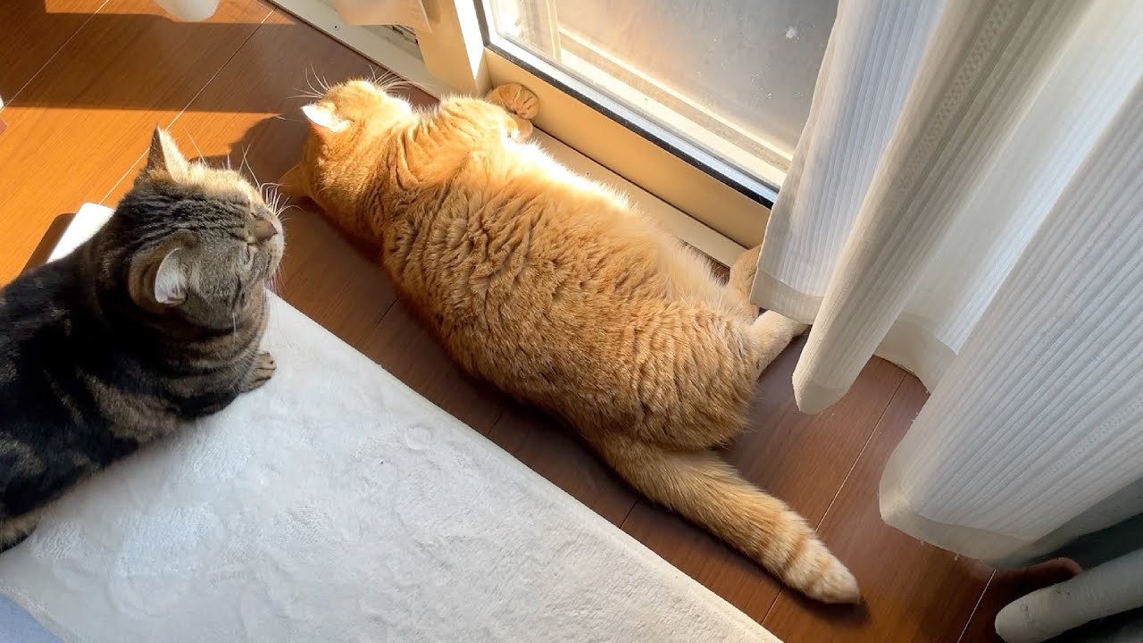ひなたが無くなるまでひなたぼっこする猫