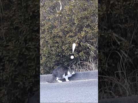 しきりに辺りを嗅ぐニャンコ　Cats sniffing around.