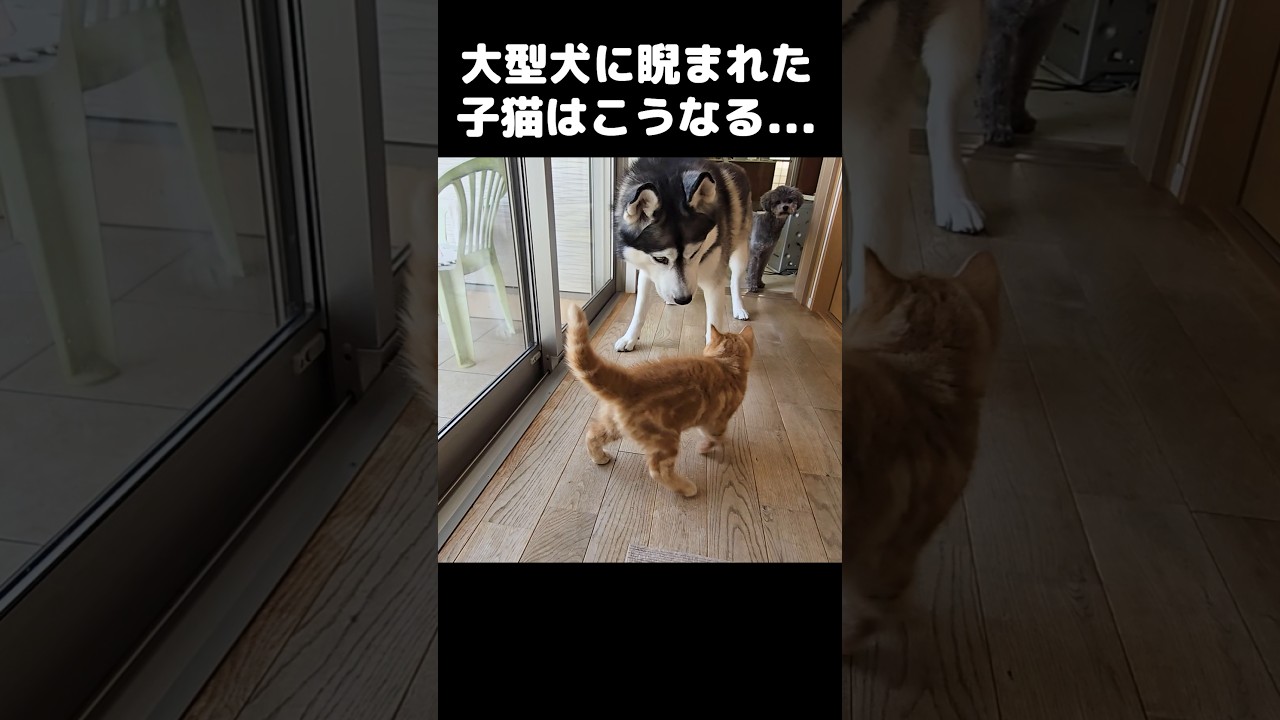 大型犬に睨まれた子猫はこうなります...#shorts