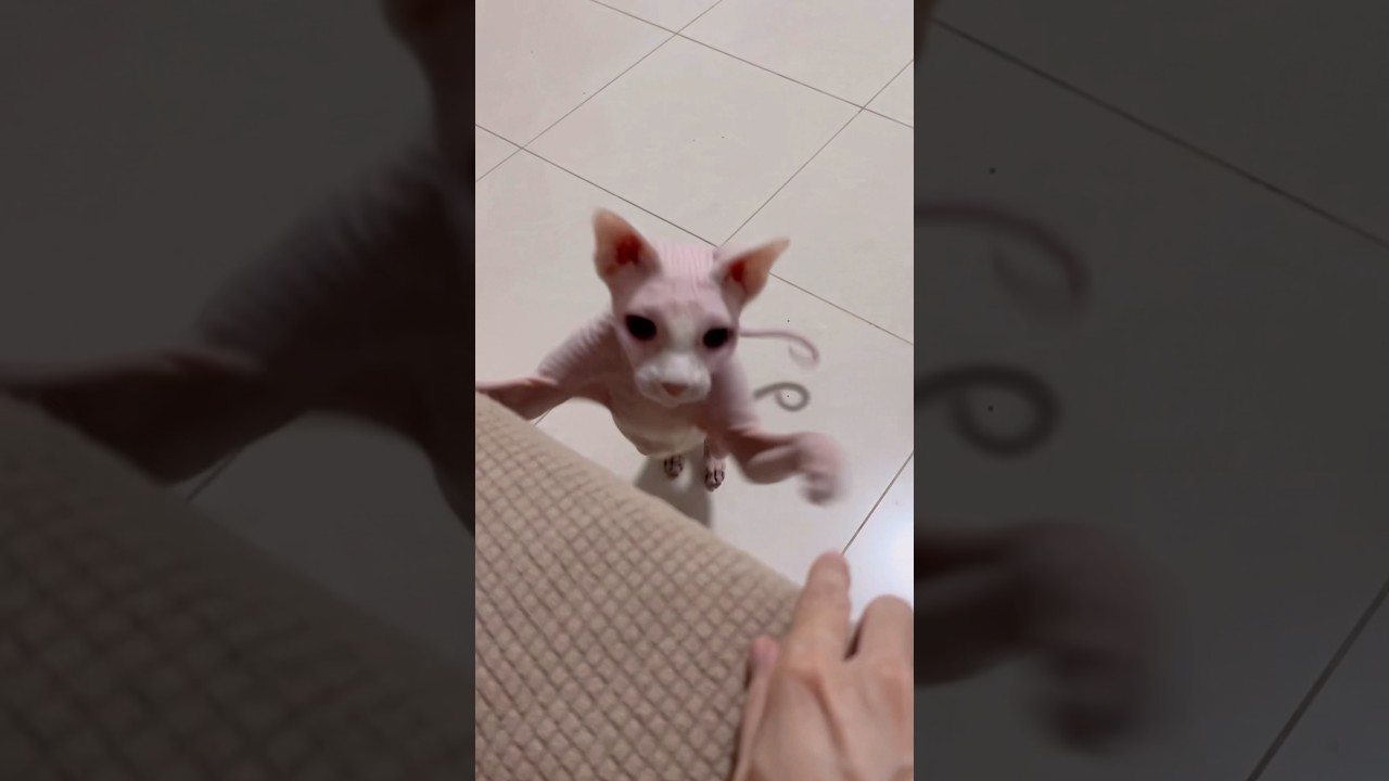 とびかかってくる毛のない猫が可愛い【スフィンクス猫】